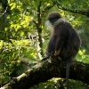 Hulman rudolici - Semnopithecus vetulus - Purple-faced Leaf Monkey o6289